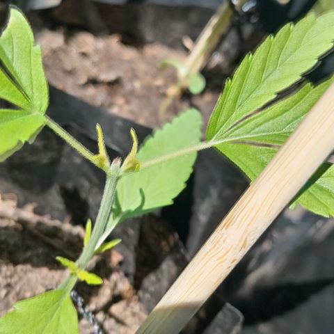 Unknown strain growlog timeline photo
