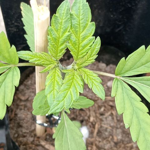 Unknown strain growlog timeline photo