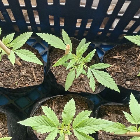 Unknown strain growlog timeline photo