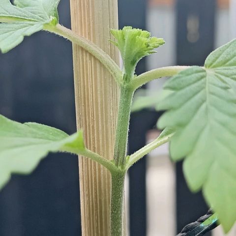 Unknown strain growlog timeline photo