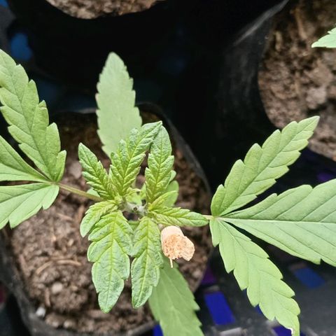 Unknown strain growlog timeline photo