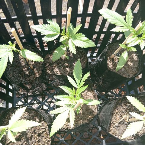 Unknown strain growlog timeline photo