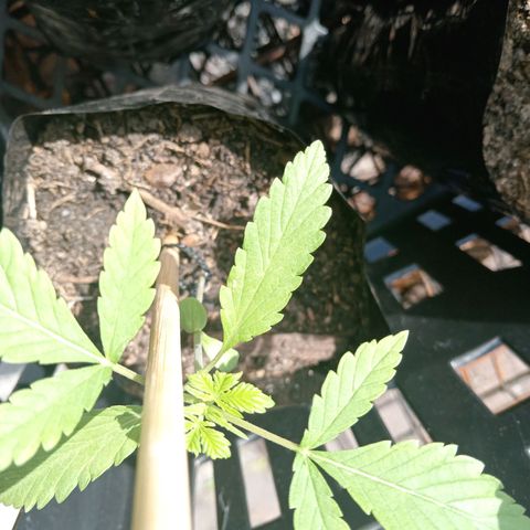 Unknown strain growlog timeline photo