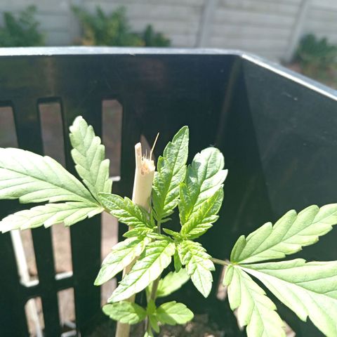 Unknown strain growlog timeline photo