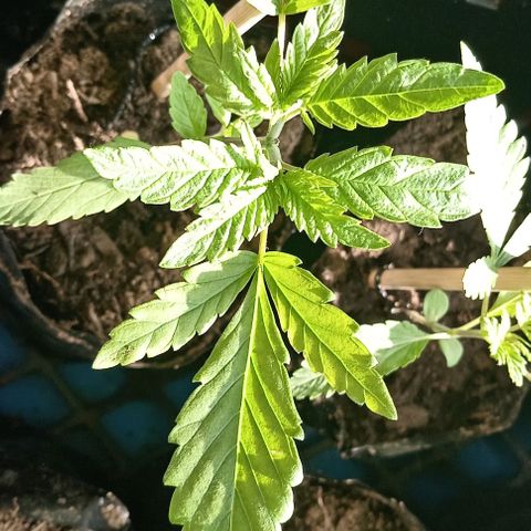 Unknown strain growlog timeline photo