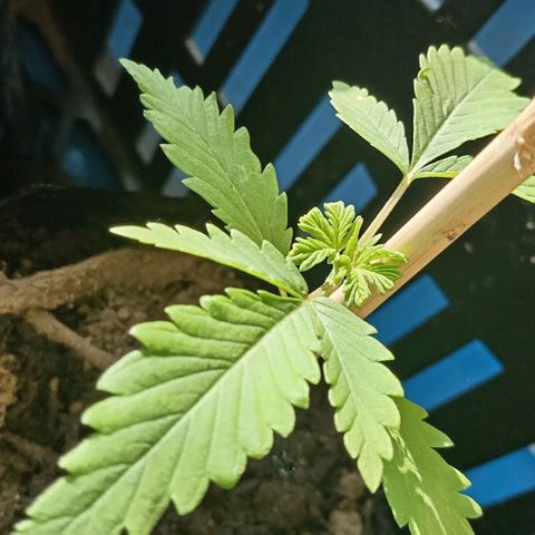 Unknown strain growlog timeline photo