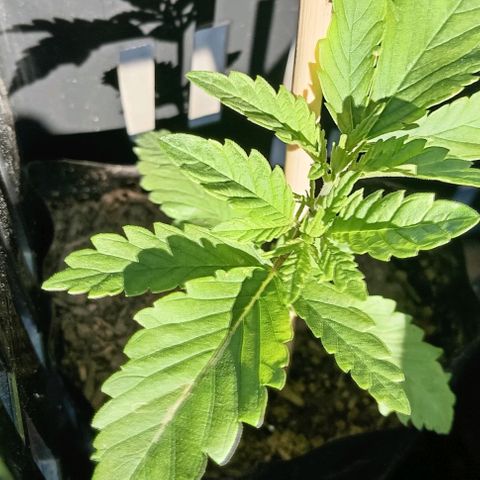 Unknown strain growlog timeline photo