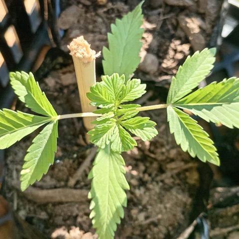 Unknown strain growlog timeline photo