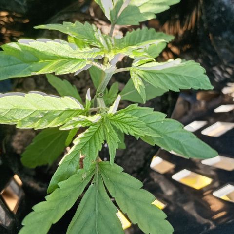 Unknown strain growlog timeline photo