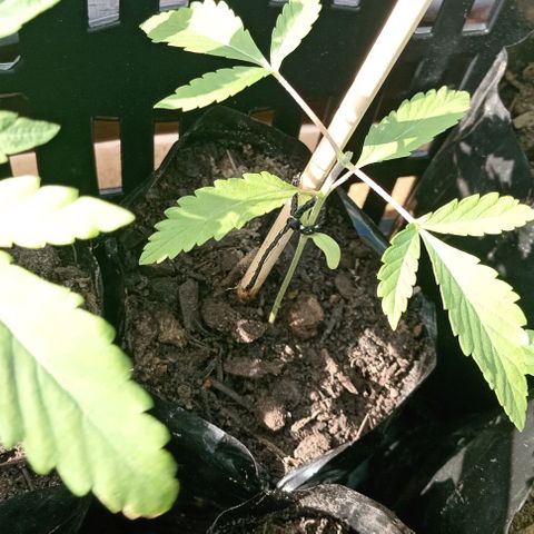 Unknown strain growlog photo: Topped the 3 fimmed plants. Fimming was unsuccessful 