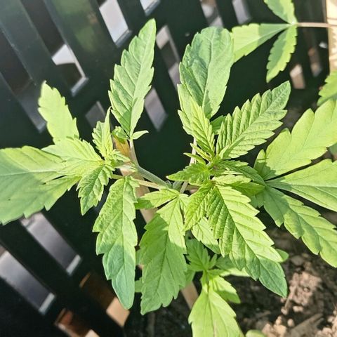 Unknown strain growlog photo: Topped the 3 fimmed plants. Fimming was unsuccessful 