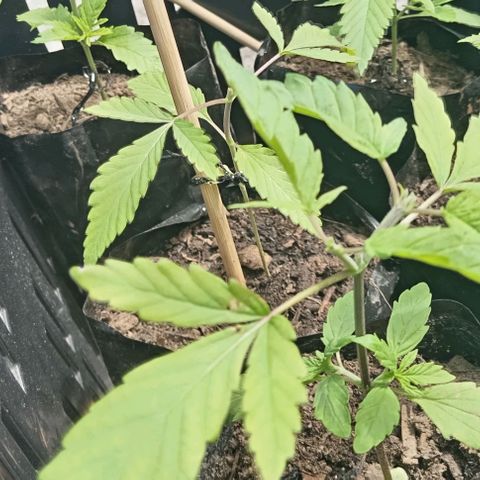 Unknown strain growlog photo: Second topping 