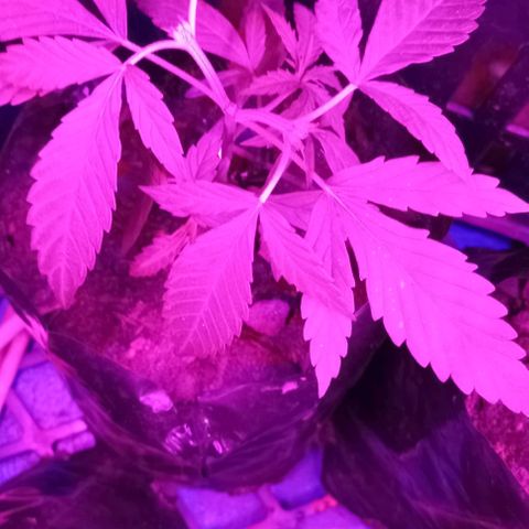 Unknown strain growlog timeline photo