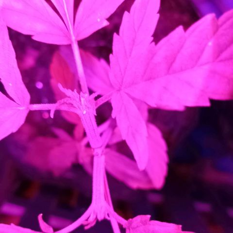 Unknown strain growlog timeline photo