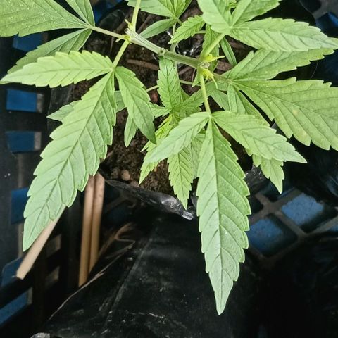 Unknown strain growlog timeline photo