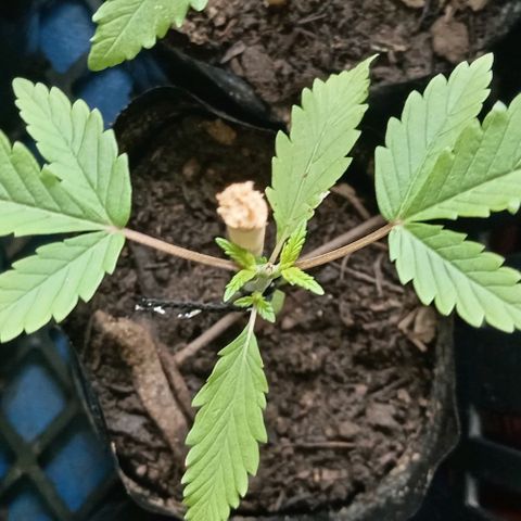 Unknown strain growlog timeline photo