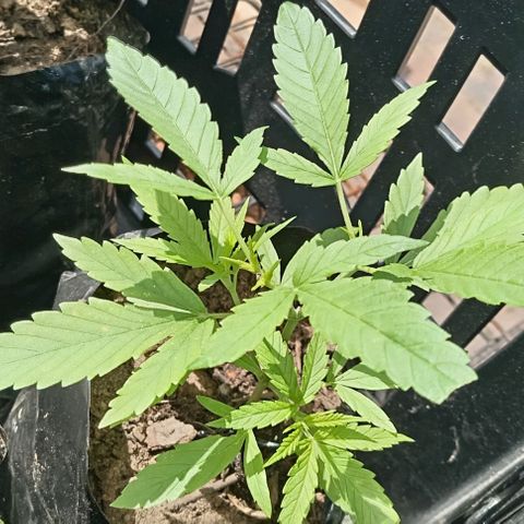 Unknown strain growlog timeline photo