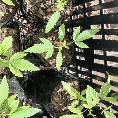 Unknown strain growlog timeline photo