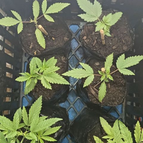 Unknown strain growlog timeline photo