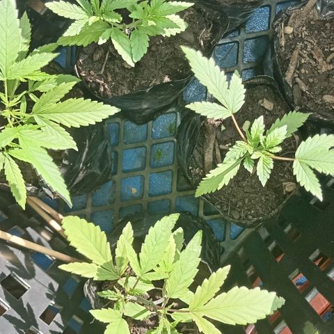 Unknown strain growlog timeline photo