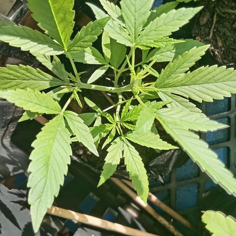 Unknown strain growlog timeline photo