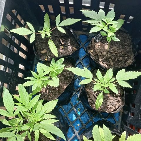 Unknown strain growlog timeline photo