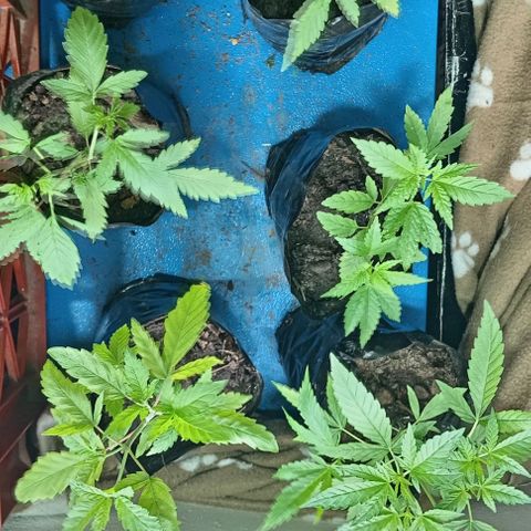 Unknown strain growlog timeline photo
