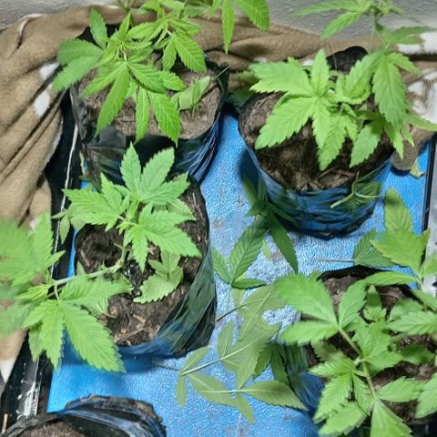 Unknown strain growlog timeline photo