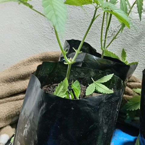 Unknown strain growlog timeline photo