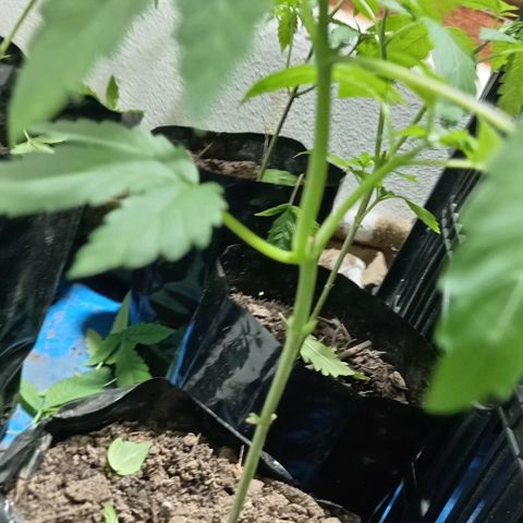 Unknown strain growlog timeline photo