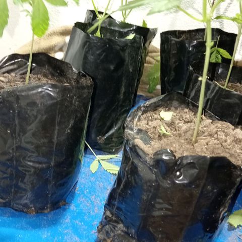 Unknown strain growlog timeline photo