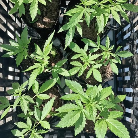 Unknown strain growlog timeline photo