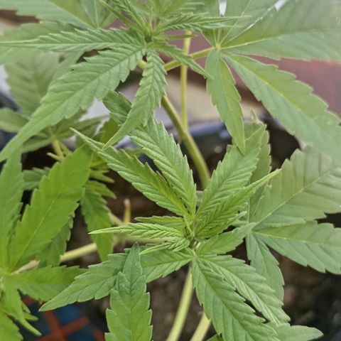 Unknown strain growlog timeline photo