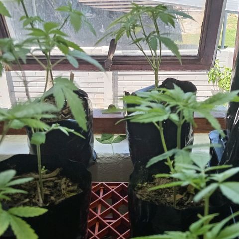 Unknown strain growlog timeline photo