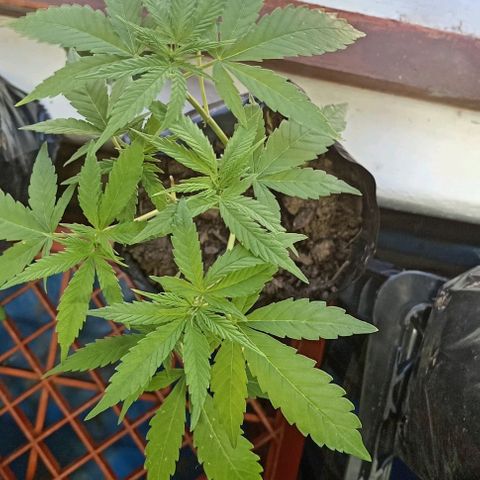 Unknown strain growlog timeline photo