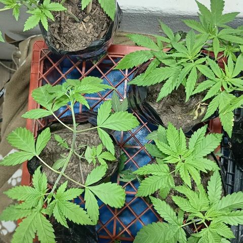 Unknown strain growlog timeline photo