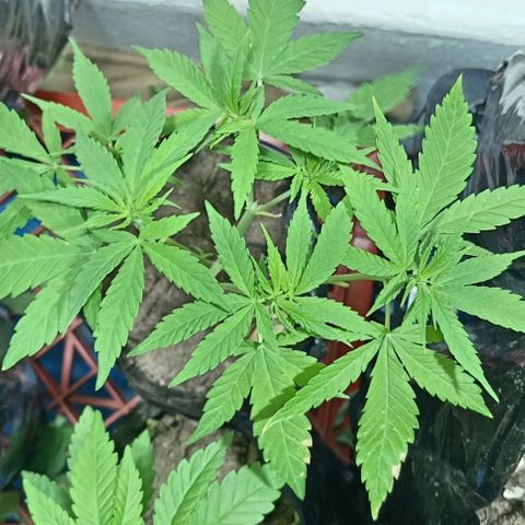 Unknown strain growlog timeline photo
