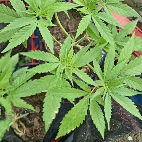 Unknown strain growlog timeline photo
