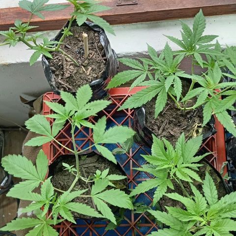 Unknown strain growlog timeline photo
