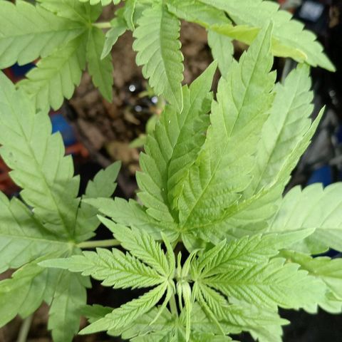 Unknown strain growlog timeline photo
