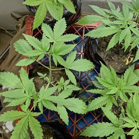 Unknown strain growlog timeline photo