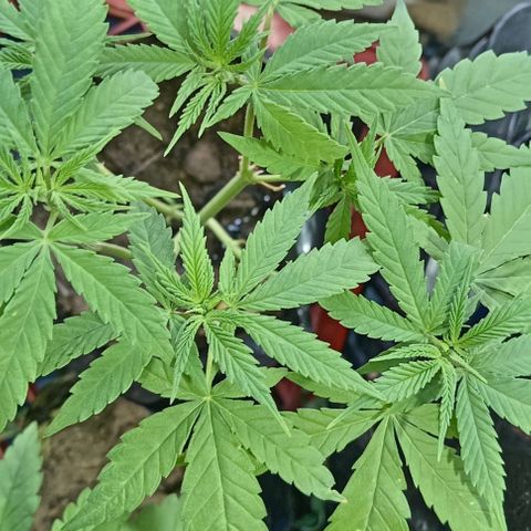 Unknown strain growlog timeline photo