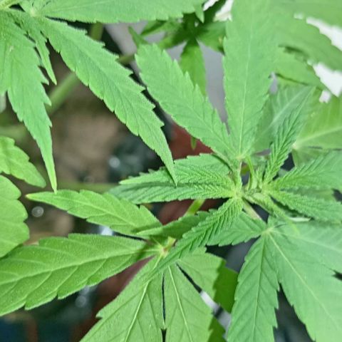 Unknown strain growlog timeline photo