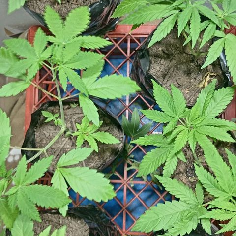 Unknown strain growlog timeline photo