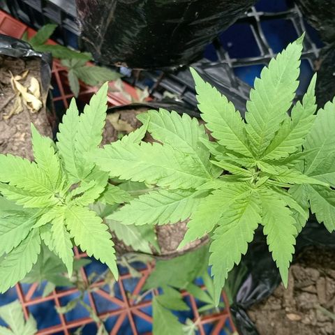 Unknown strain growlog timeline photo