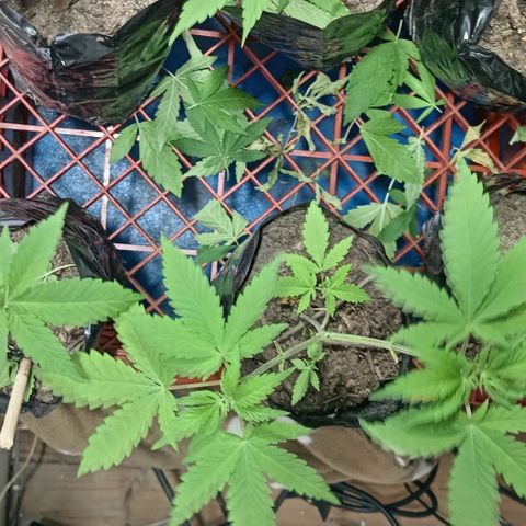 Unknown strain growlog timeline photo