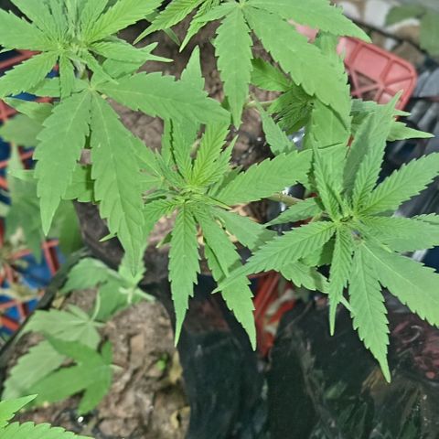 Unknown strain growlog timeline photo