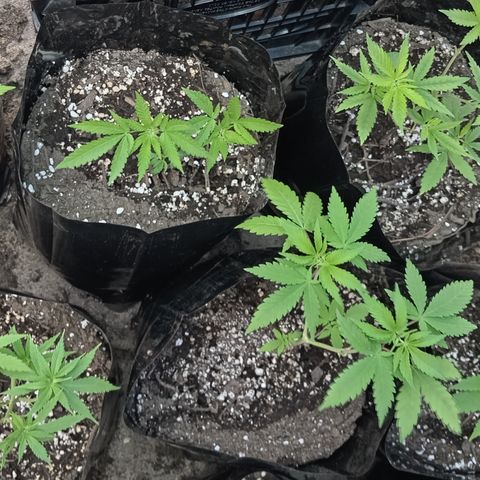 Unknown strain growlog timeline photo
