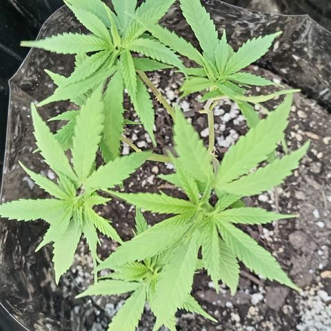 Unknown strain growlog timeline photo