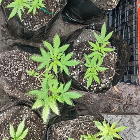 Unknown strain growlog timeline photo